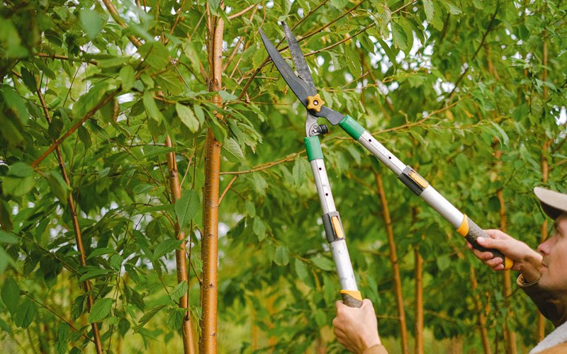 Tree trimming in Blanford, IN